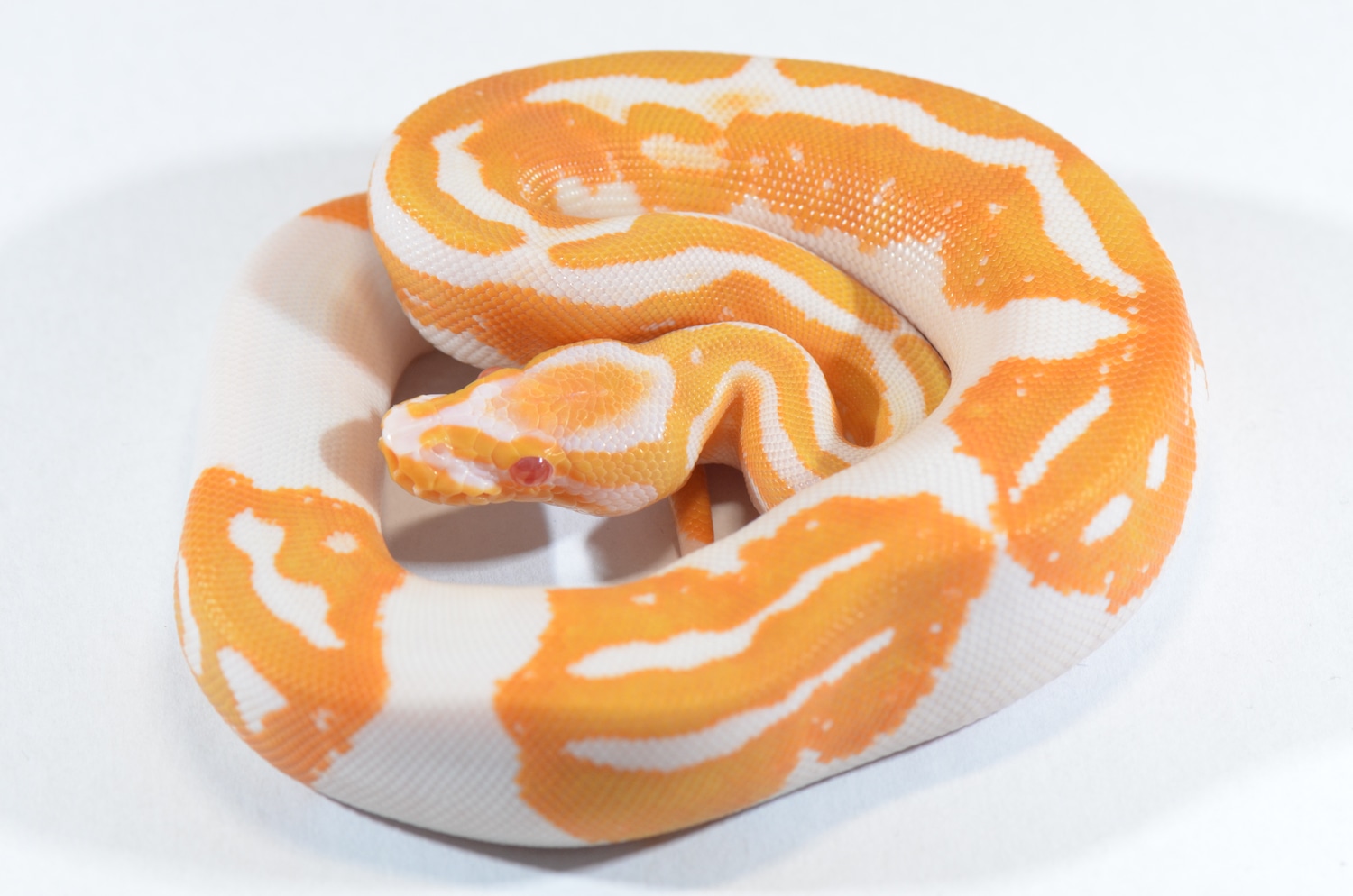 Albino Pumpkin Pied Ball Python by Piebald Rulez - MorphMarket