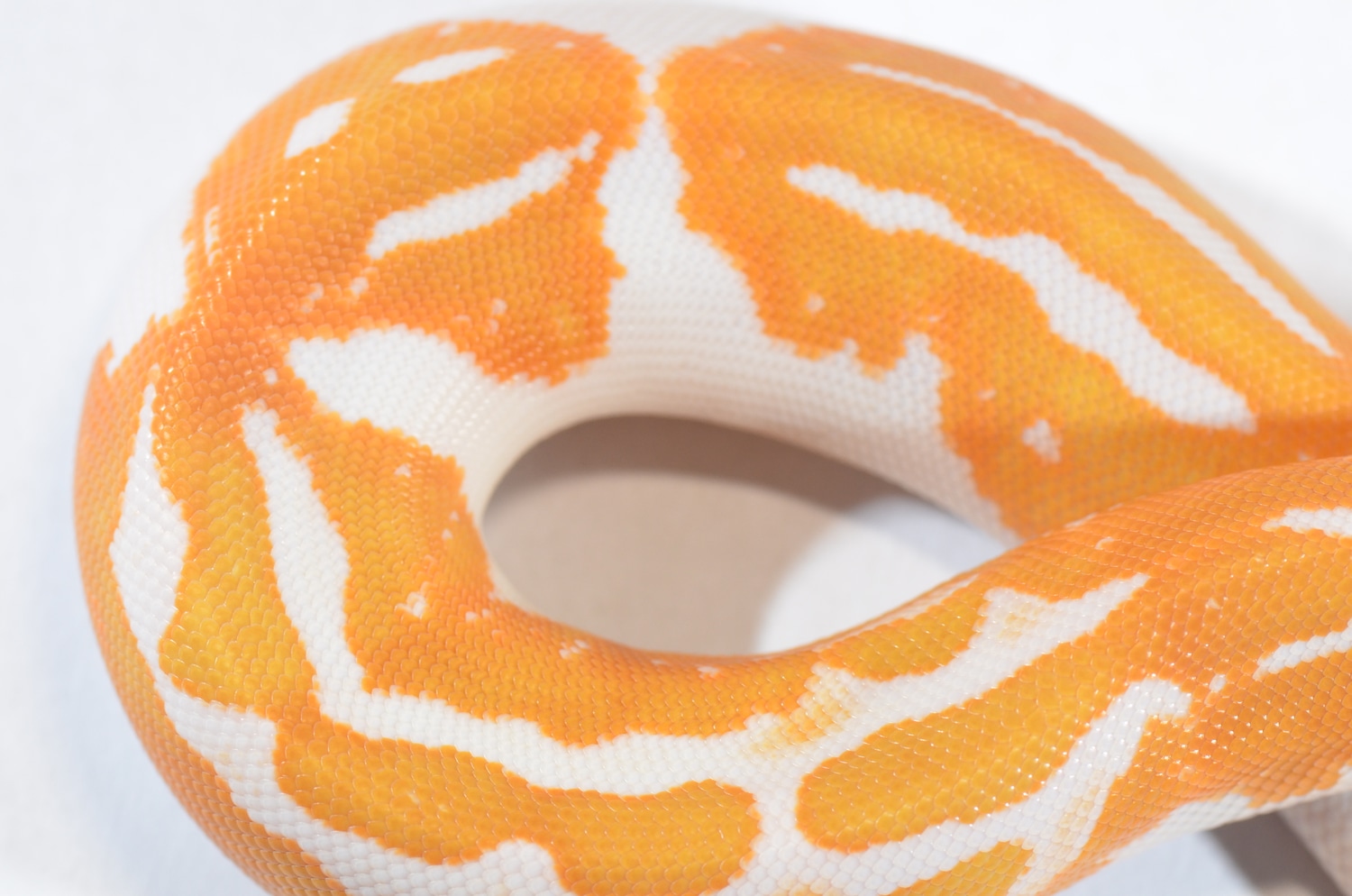 Albino Pumpkin Pied Ball Python by Piebald Rulez - MorphMarket