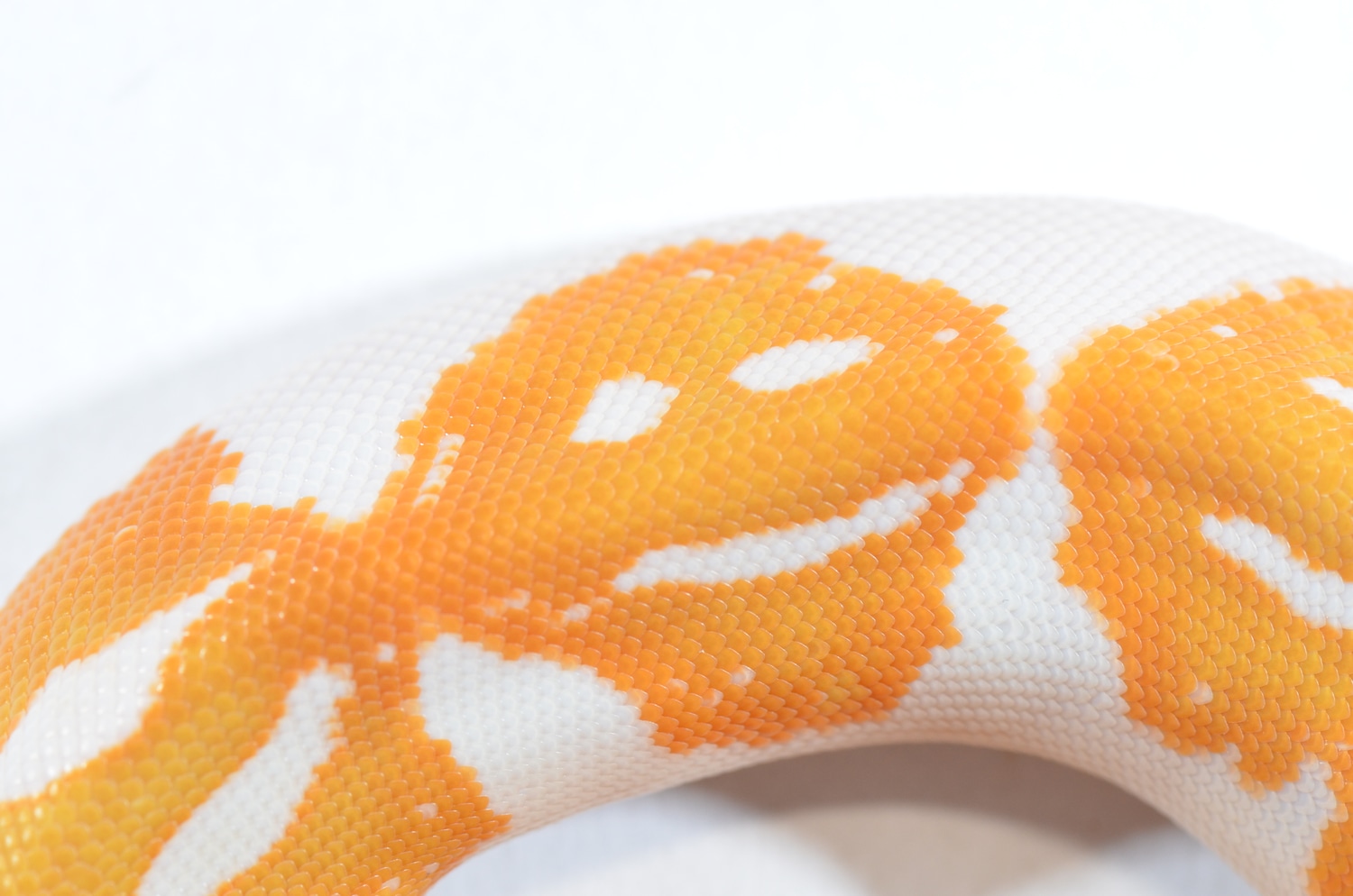 Albino Pumpkin Pied Ball Python by Piebald Rulez - MorphMarket