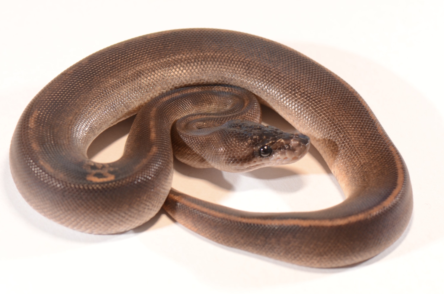 Suma Black Pastel 66% Het Pied Ball Python by Piebald Rulez - MorphMarket