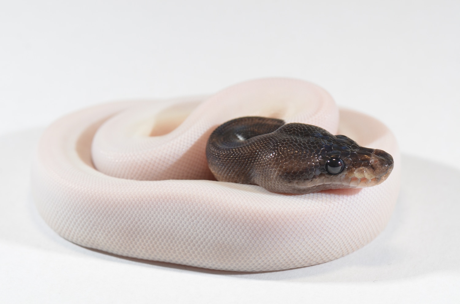 Suma Pied Ball Python by Piebald Rulez - MorphMarket