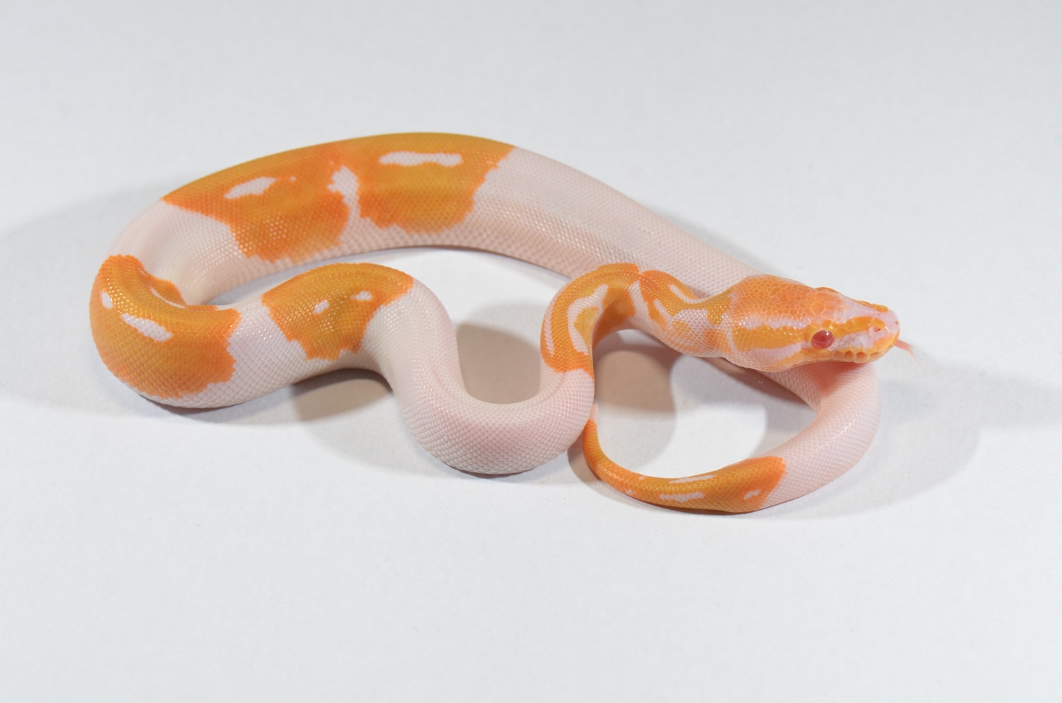 Albino Pumpkin Pied Ball Python by Piebald Rulez - MorphMarket
