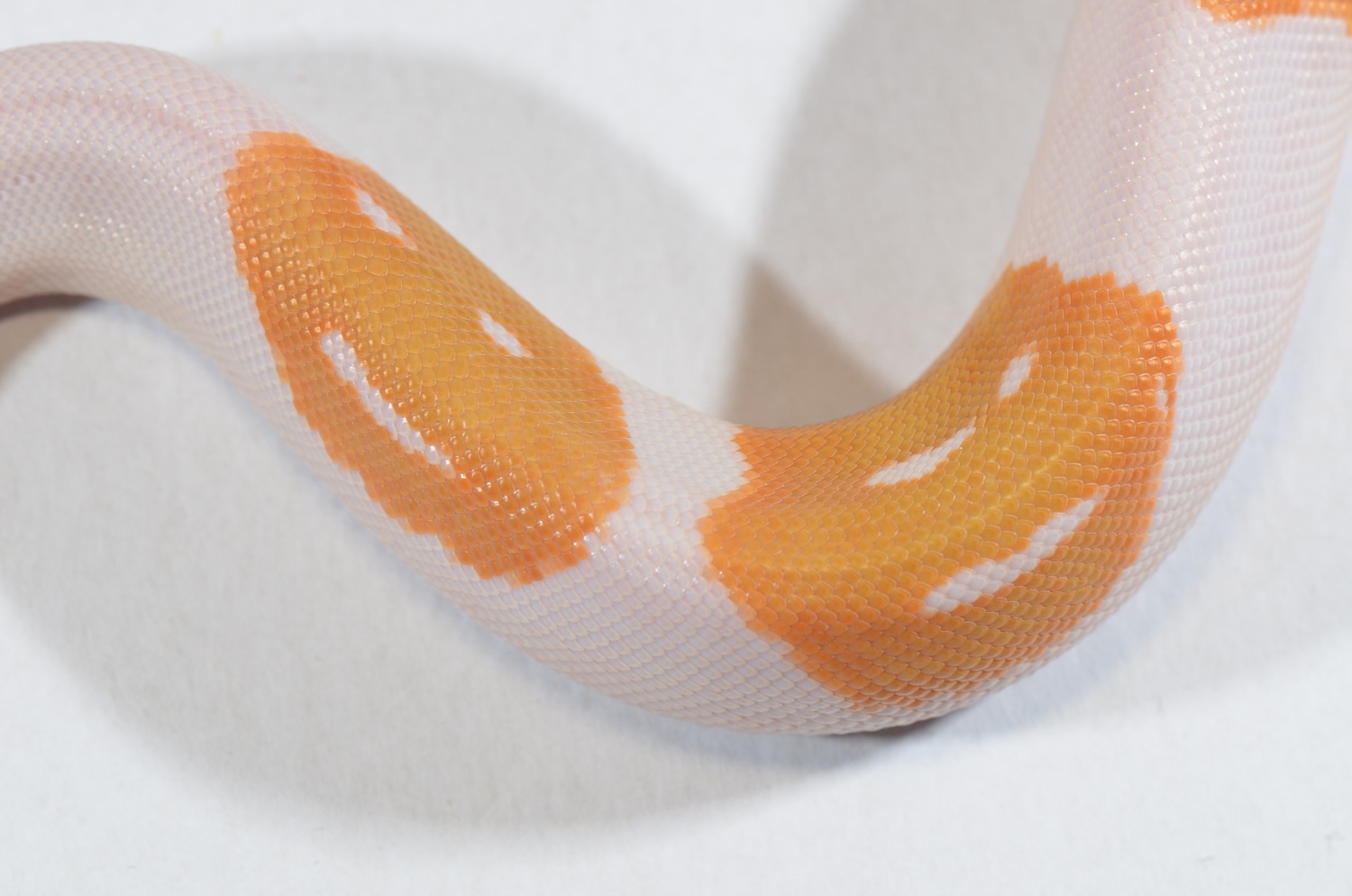 Albino Pumpkin Pied Ball Python by Piebald Rulez - MorphMarket