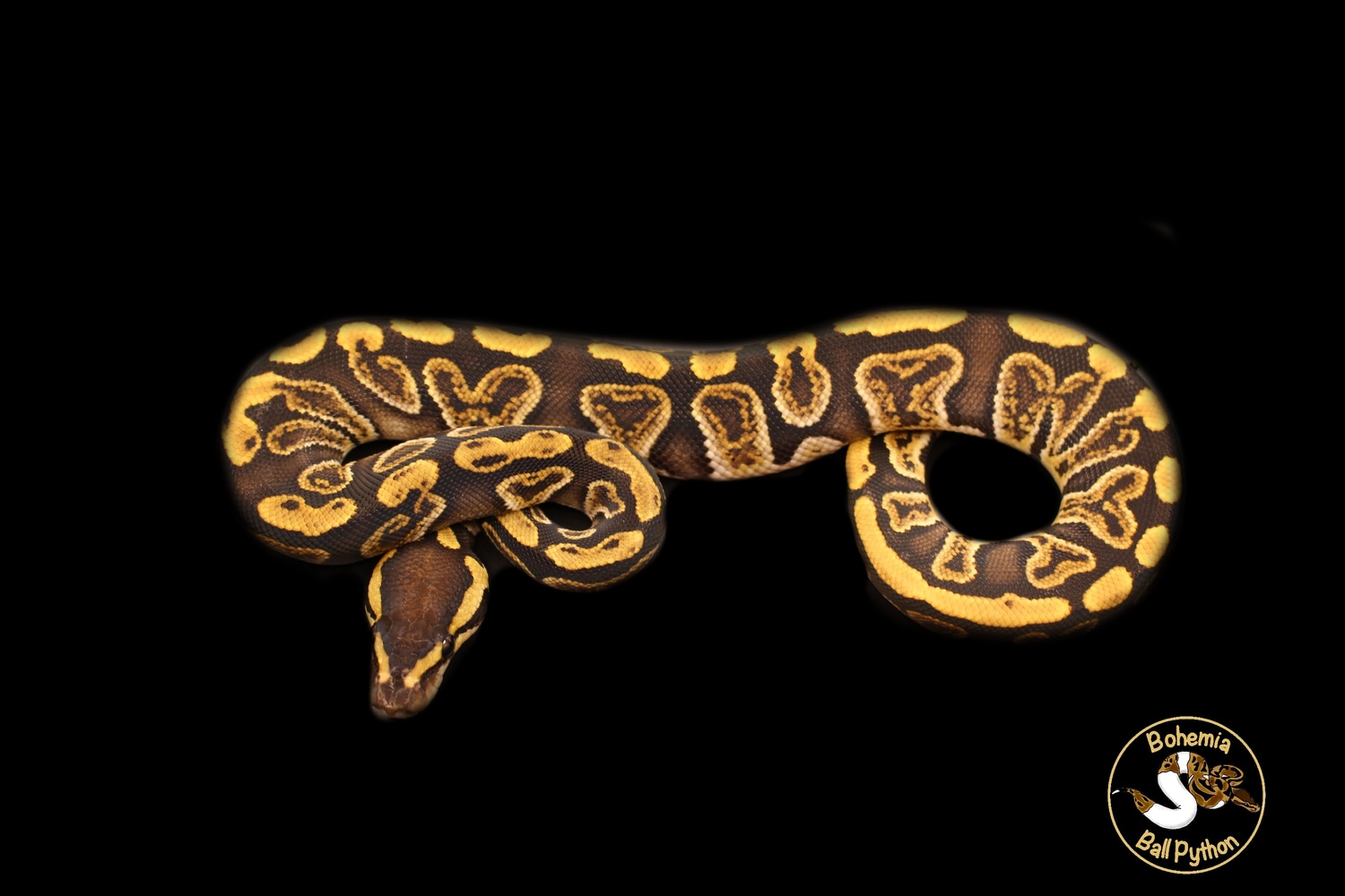 GHI DH Clown Piebald Ball Python by Bohemia Balls MorphMarket