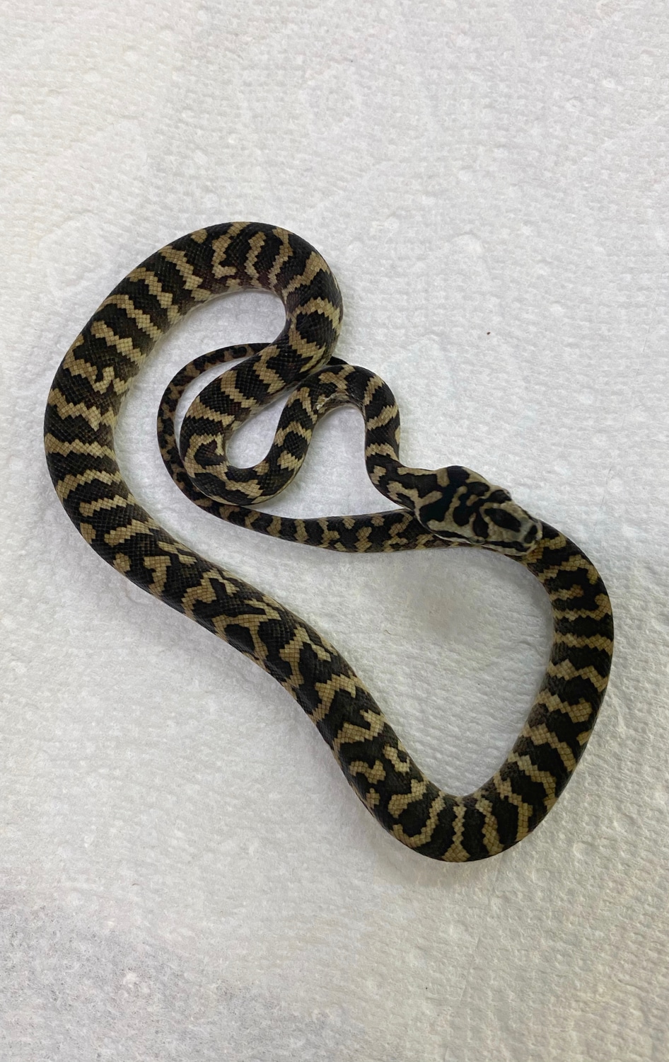 2020 Male Jungle Carpet Python by MartinRMorelia MorphMarket