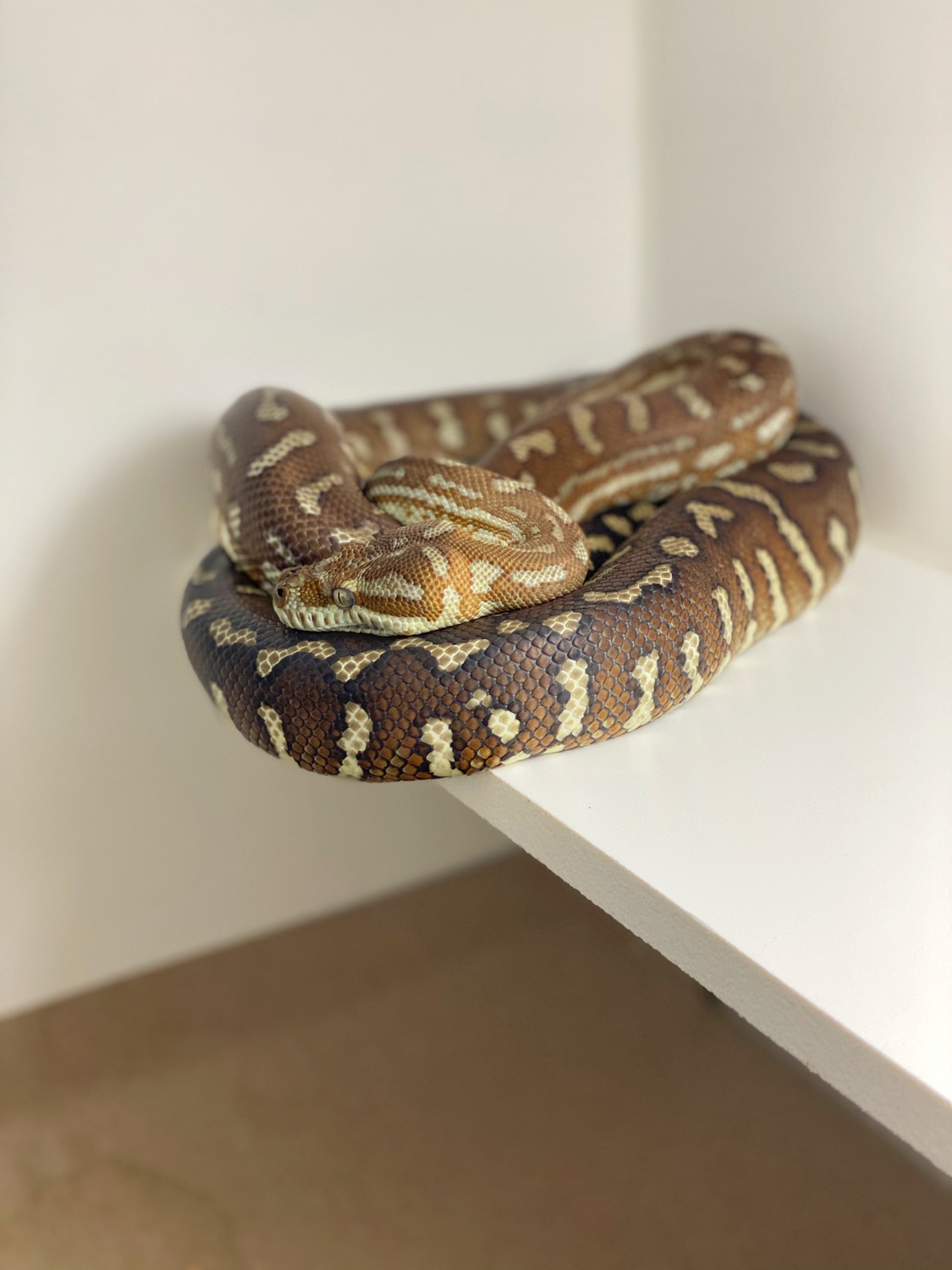 2015 Proven FULL BLOOD 100% Hypo Bredli Male Centralian Carpet Python ...