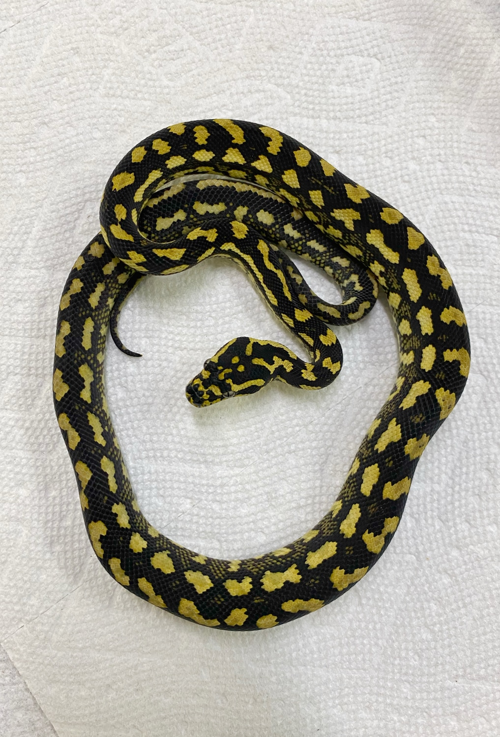 Male Mia Jungle Carpet Python By Martinrmorelia Morphmarket Male Mia Jungle Carpet Python By Martinrmorelia Morphmarket