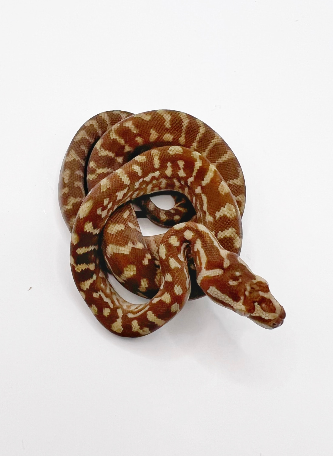 Bredli X Super Caramel Jaguar Cross Other Carpet Python by ...