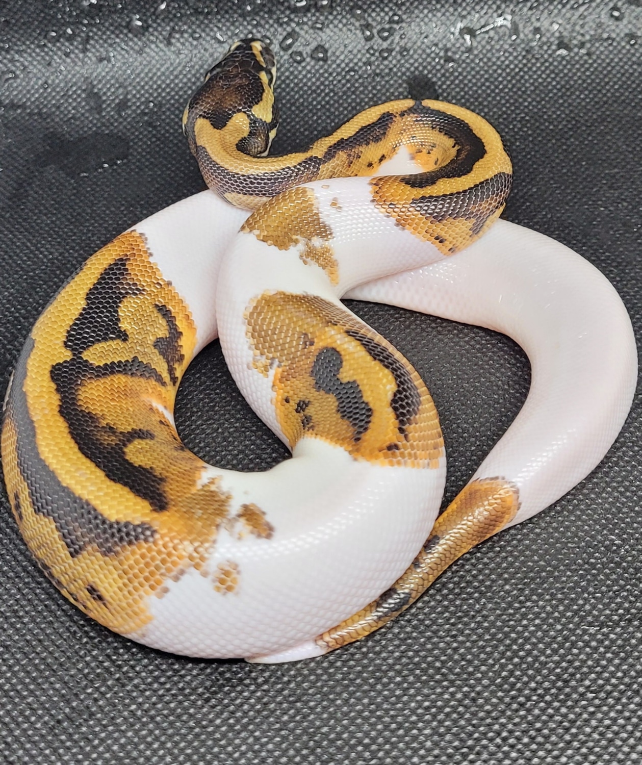 Paradox Pied Ball Python by MarvelballsUK - MorphMarket
