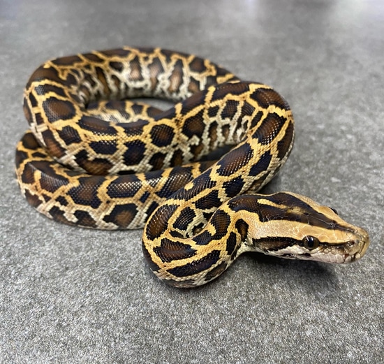 Normal Triple Het Albino Granite Caramel Burmese Python by MJ’s Pythons