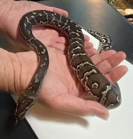 2023 Angolan Python by S&A Exotics