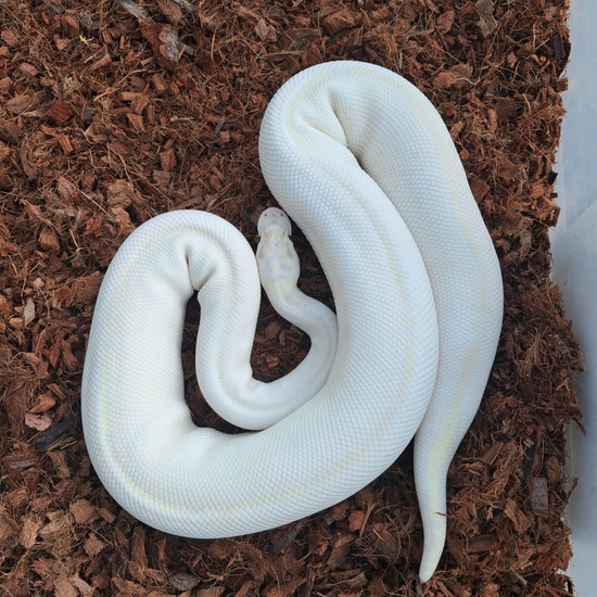 CB22 Banana Ivory Het Pied Ball Python by New Gene Balls