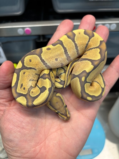 Enchi Fire Hypo Het DG Ball Python by New Gene Balls