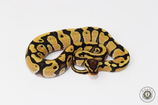 Fire Or Disco Het Clown Ball Python by MASMA Reptiles