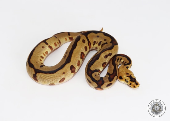 Enchi YB Spotnose Leopard Clown Ball Python by MASMA Reptiles
