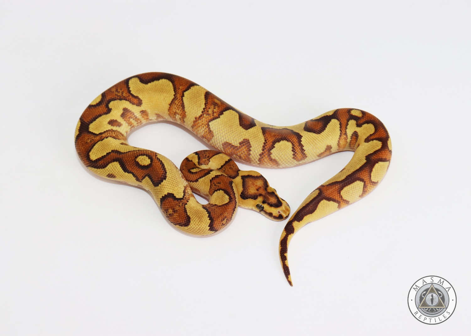 Fire YB Enchi Clown Ball Python by MASMA Reptiles - MorphMarket