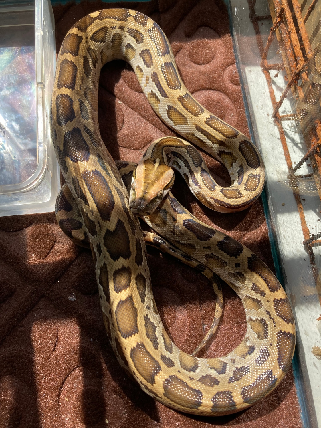 Normal Burmese Python by Redneck reptiles - MorphMarket