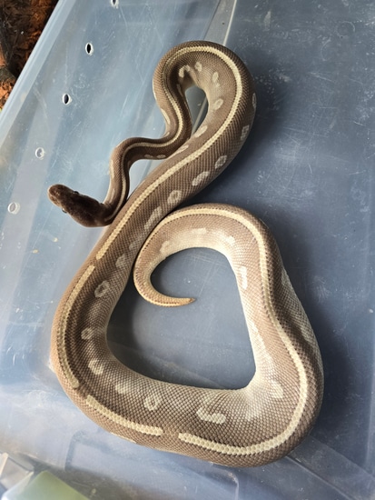 Super Phantom Ball Python by Mason Mutations
