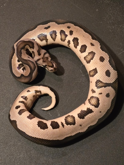 VPI Axanthic Leopard Clown Possible Yellowbelly Ball Python by Mason ...