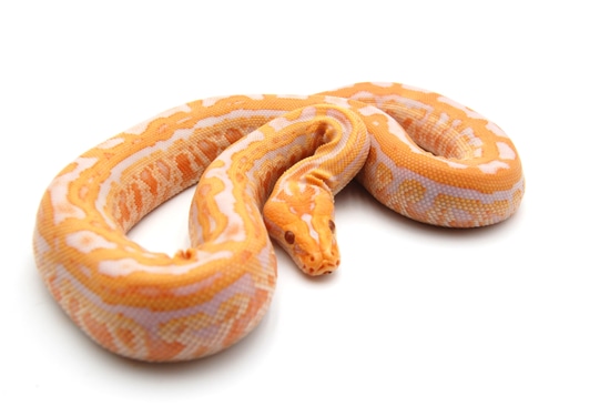 Albino Labyrinth Burmese Python by Kolls Exotics