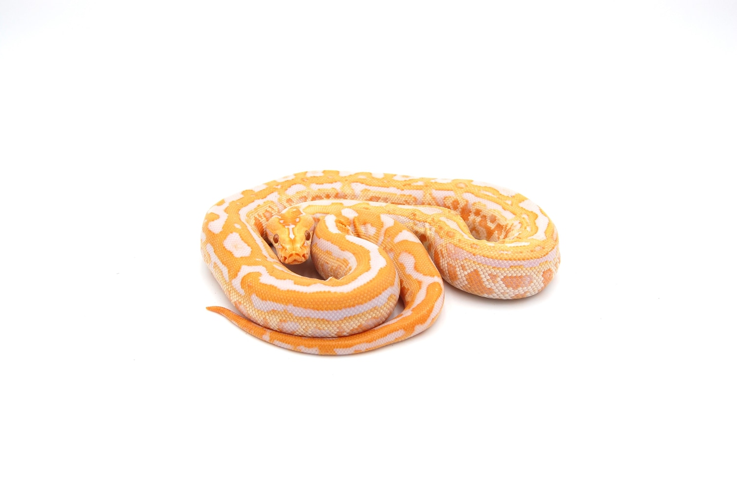 Albino Labyrinth Burmese Python by Kolls Exotics - MorphMarket