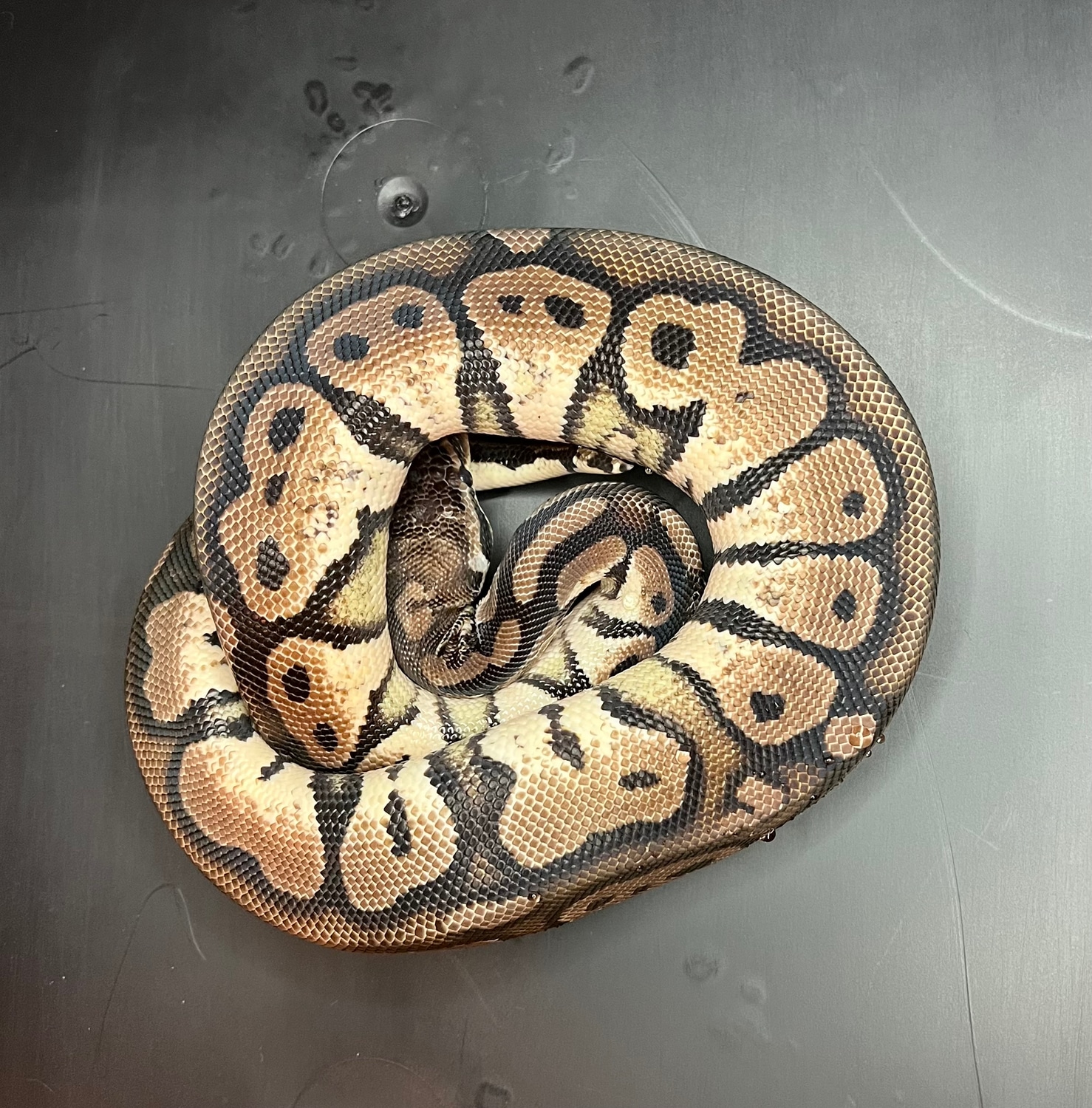 TSK Axanthic Pastel Ball Python by Volt Reptiles LLC - MorphMarket