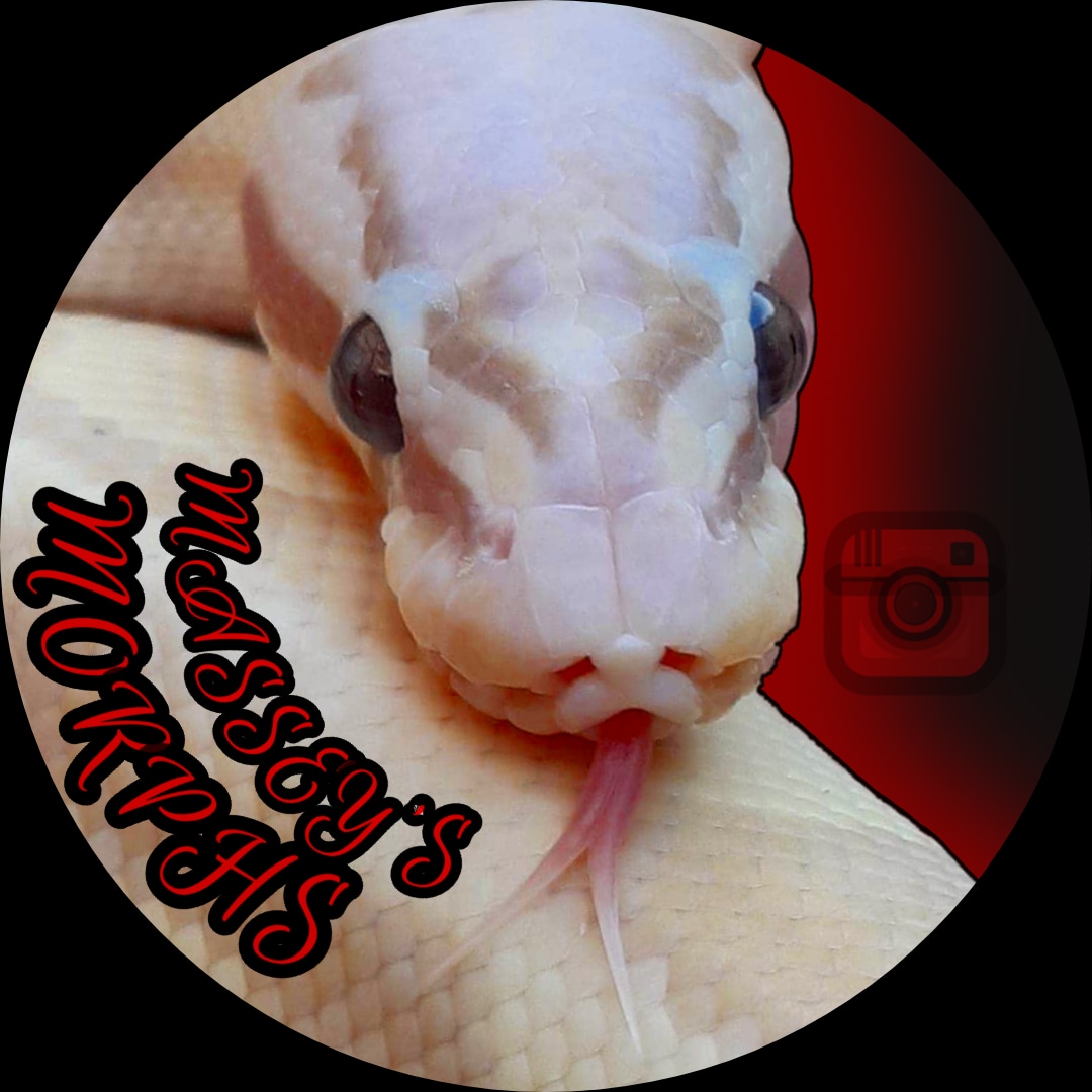 Ball Python Clutch: 202203-3 by Massey's Morphs - MorphMarket