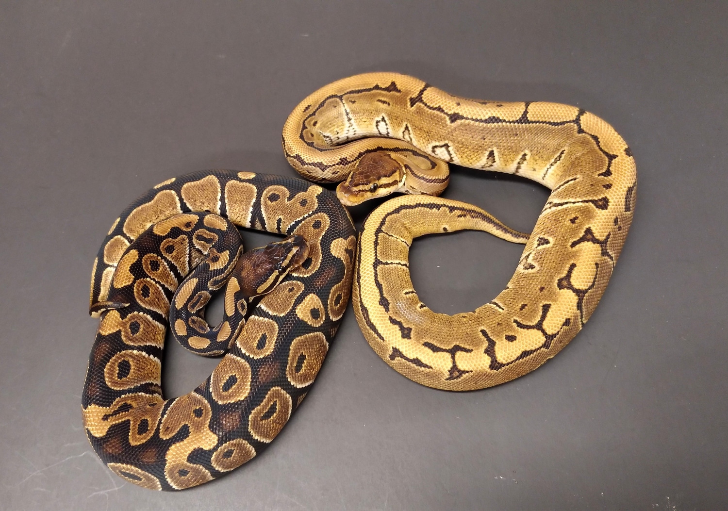 *Pair* 1.0 Normal 100% Het VPI Axanthic/0.1 Pin 66% Het VPI Axanthic ...