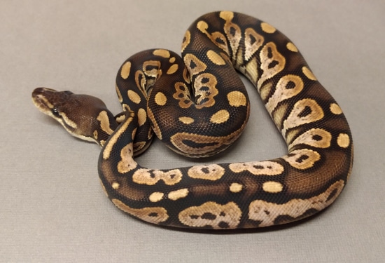Cinny Sugar Ball Python Cinnamon Sugar Ball Python by HB Reptiles