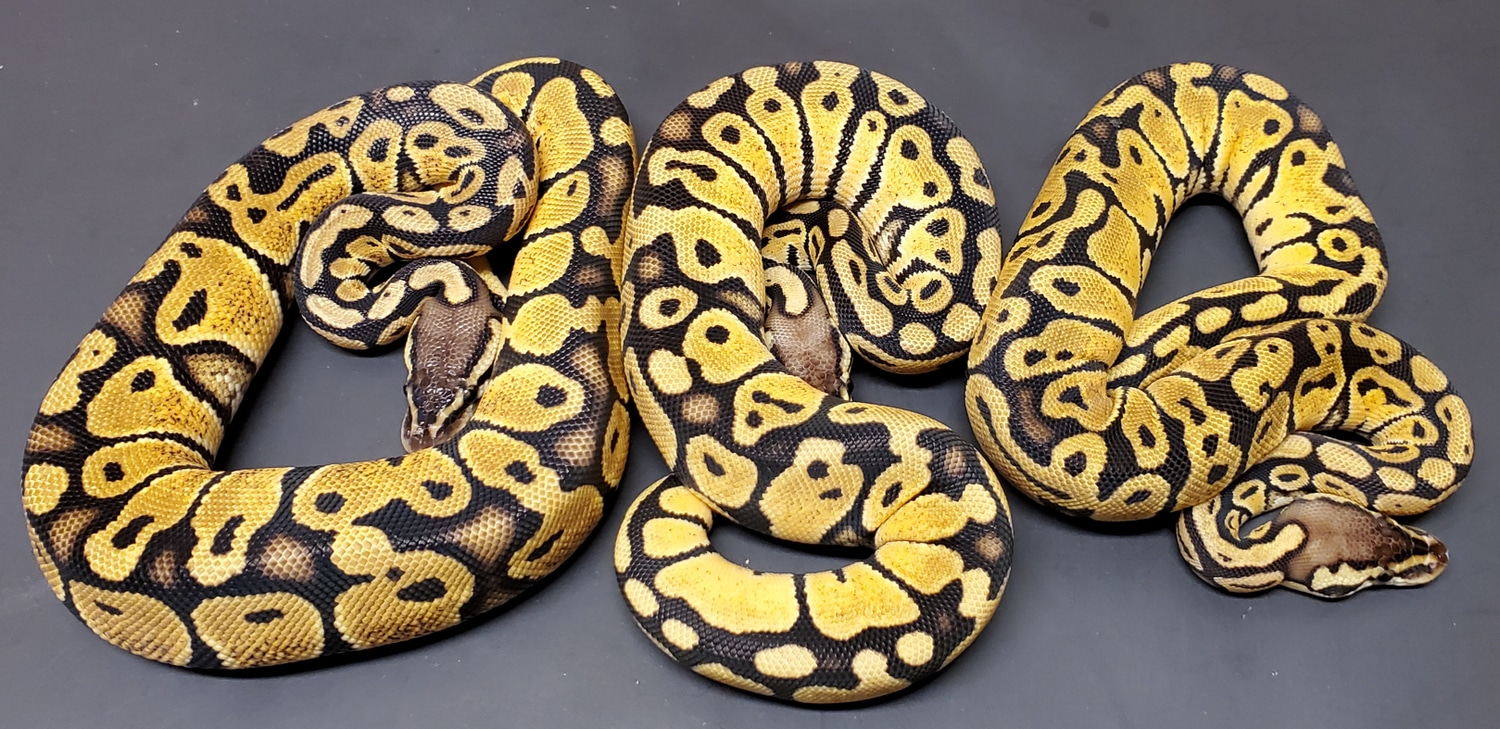 TRIO* Pastels Ball Python by HB Reptiles - MorphMarket