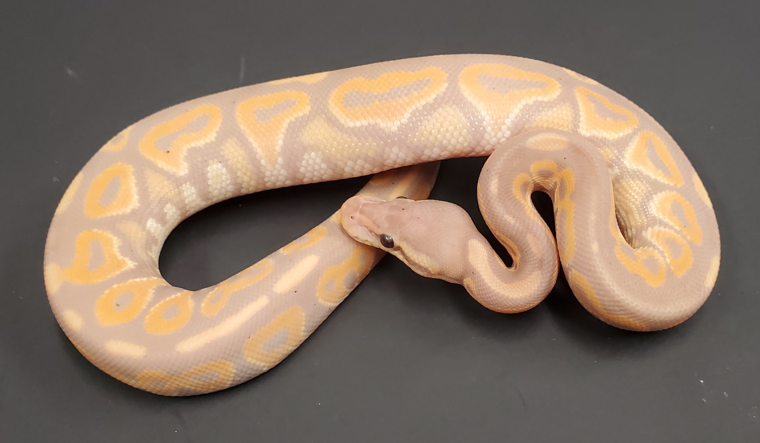 Cinny Banana 66% Het Sunset 50% DH Albino Clown Ball Python by HB ...