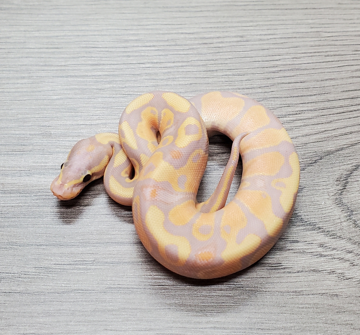 Coral Glow (Xtreme Gene) 50% Het Sunset 50% Het Albino Ball Python by ...