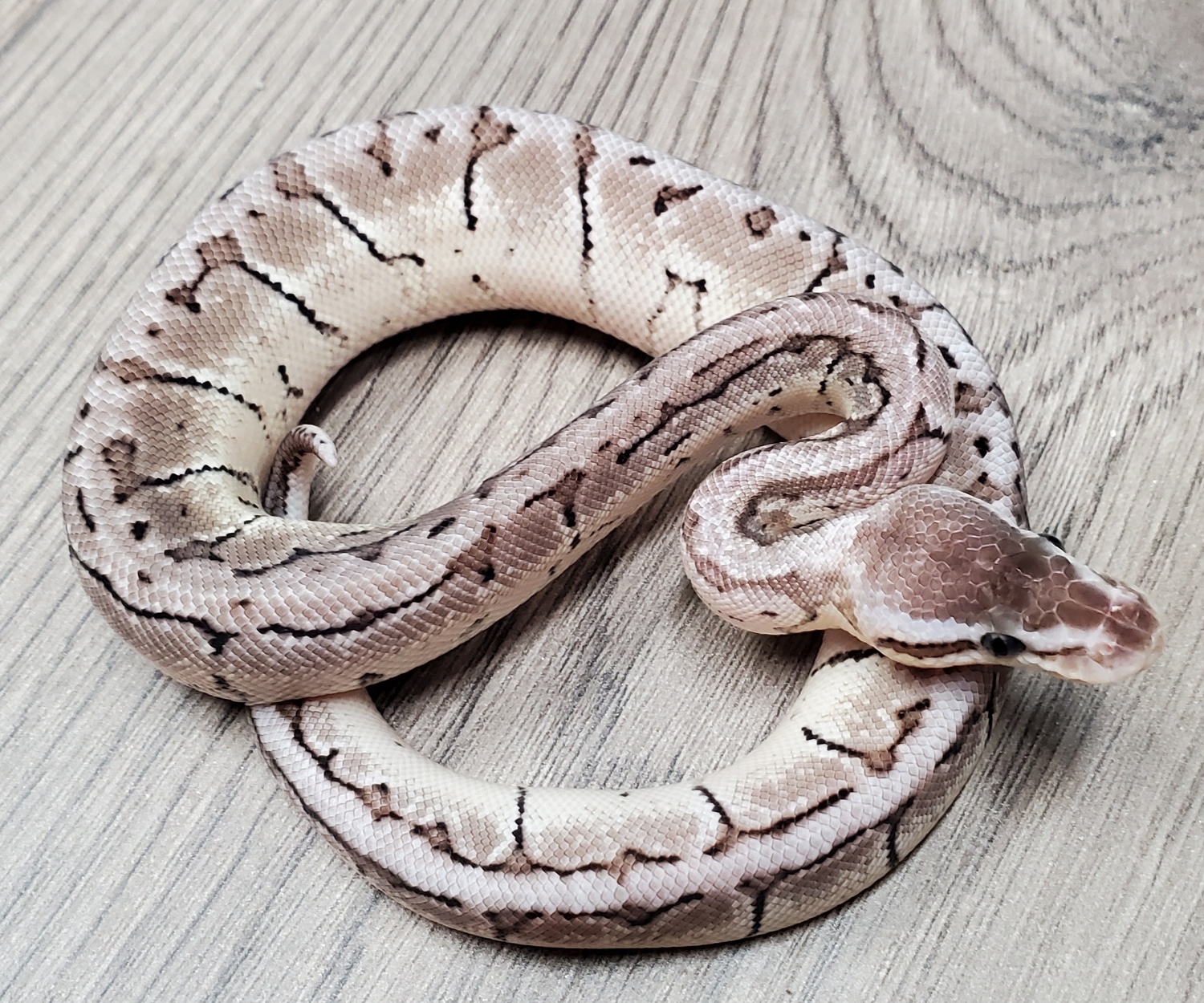 Lemonblast VPI Axanthic Het Desert Ghost Ball Python by HB Reptiles ...