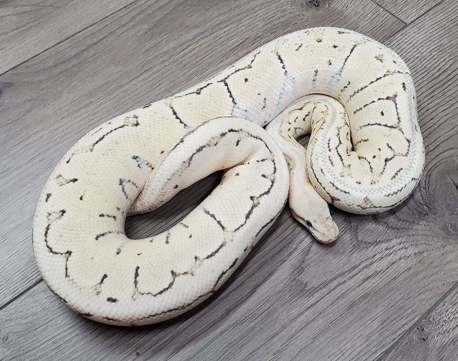 Lemonblast Desert Ghost Het VPI Axanthic Ball Python by HB Reptiles ...