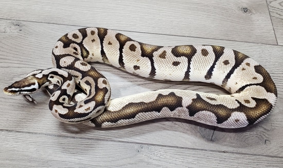 Firefly VPI Axanthic Ball Python by HB Reptiles