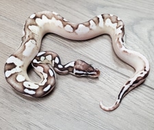 Firefly Calico VPI Axanthic 50% Het Albino Ball Python by HB Reptiles ...