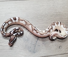 Firefly Calico VPI Axanthic 50% Het Albino Ball Python by HB Reptiles ...