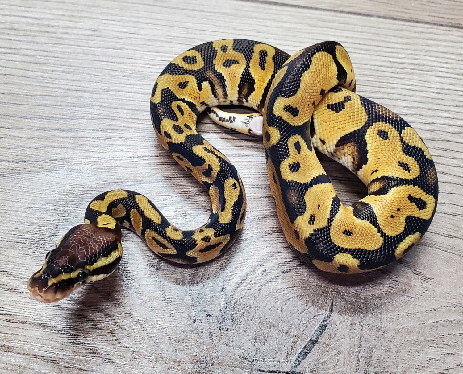 Pastel Het VPI Axanthic 50% Het Albino Ball Python by HB Reptiles ...