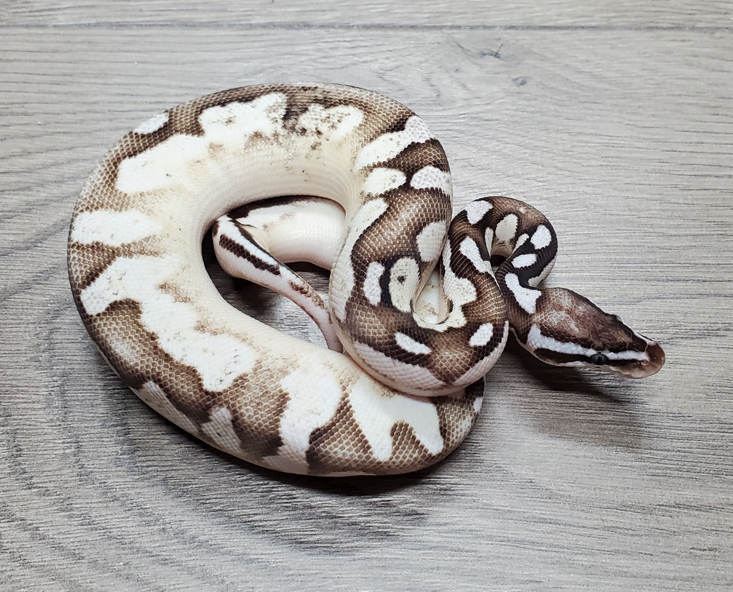 Firefly Calico VPI Axanthic 50% Het Albino Ball Python by HB Reptiles ...