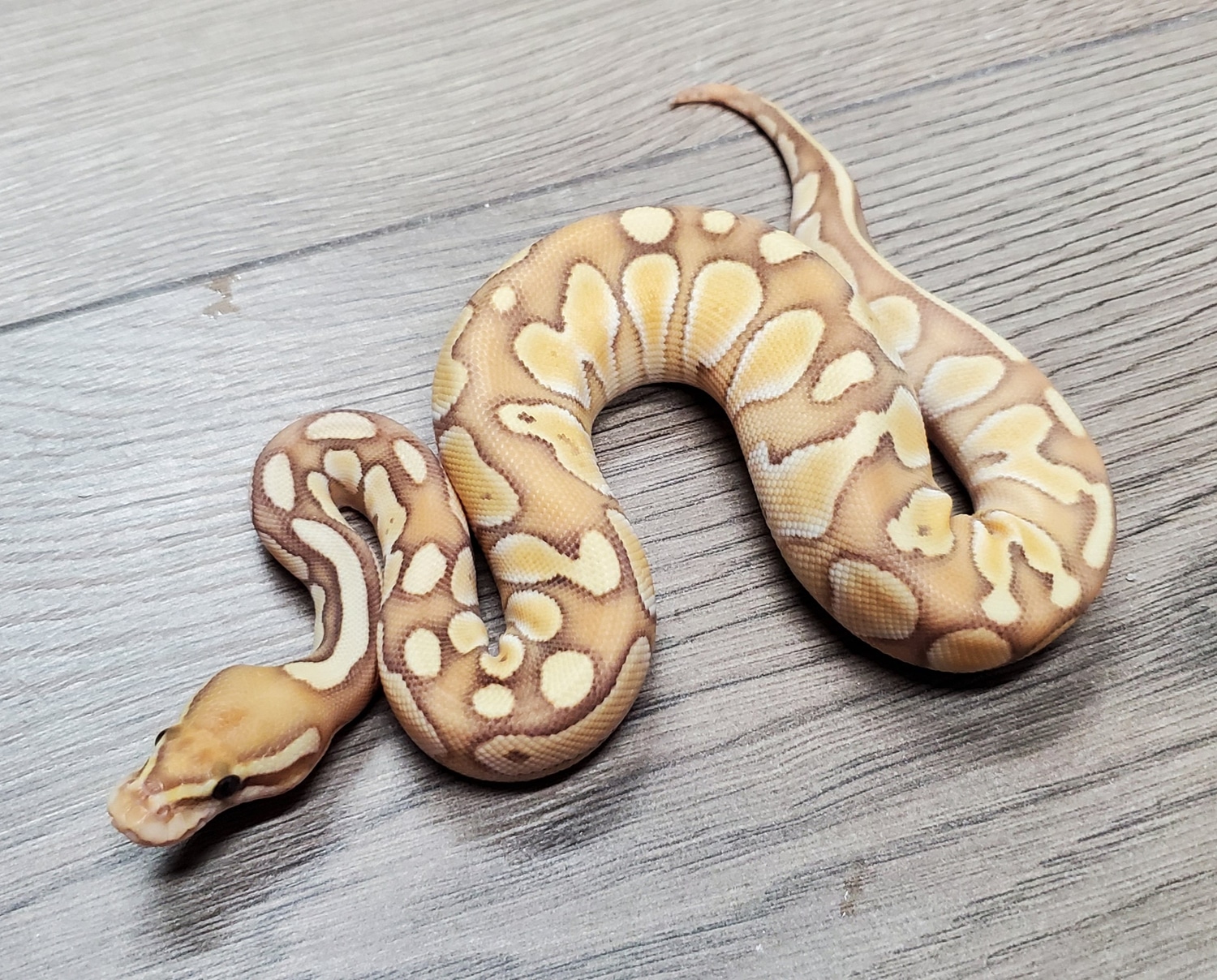 Coral Glow Lesser 50% Het Sunset 50% Het Albino Ball Python by HB ...