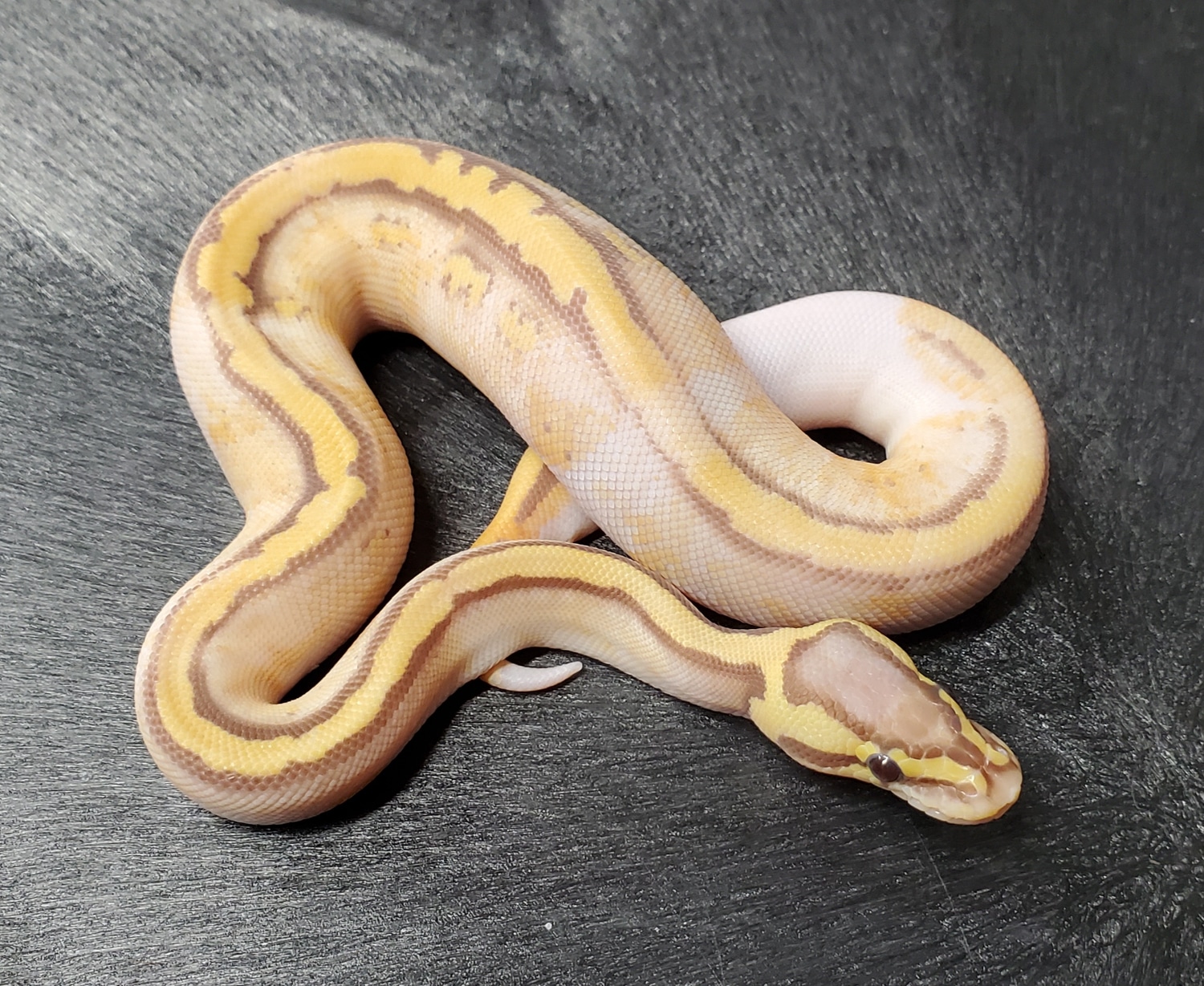 Super Pastel Ultramel Pied 100% Het Clown 50% Het Caramel Ball Python ...
