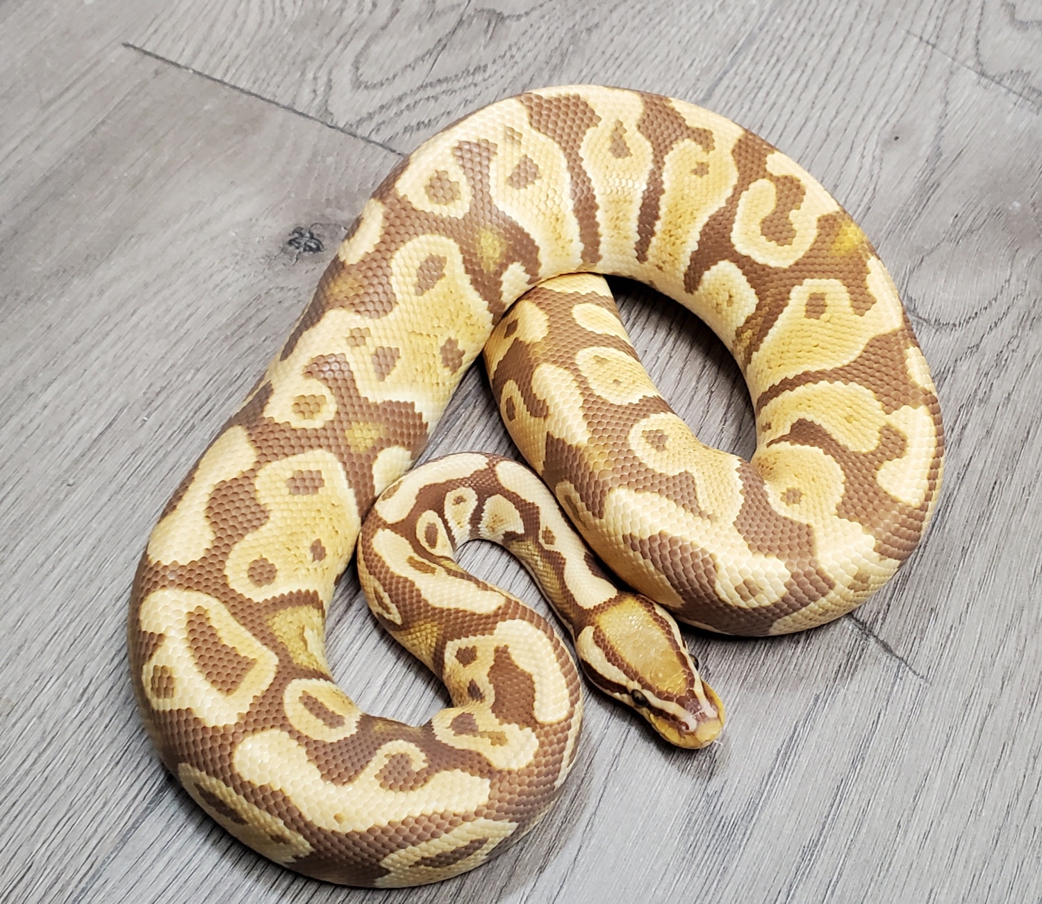 Pastel-Ultramel-het Clown-het Caramel-het Pied Ball Python by HB ...