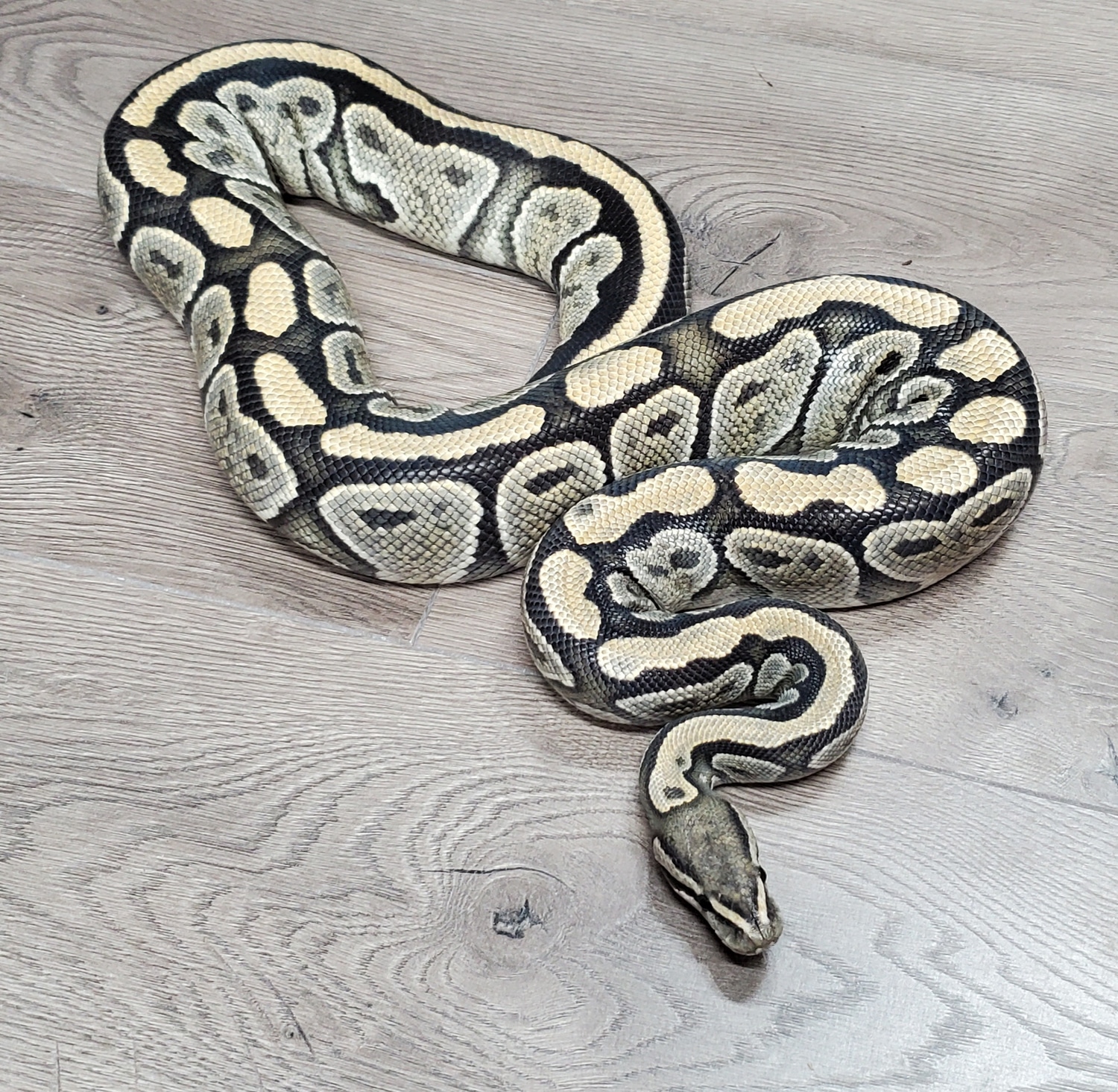 Hypo Ball Python by HB Reptiles - MorphMarket