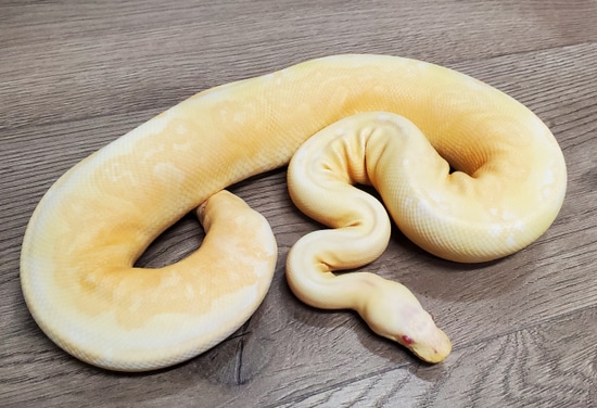 Sunset Albino (Cinny) *FREE Shipping Ball Python by HB Reptiles