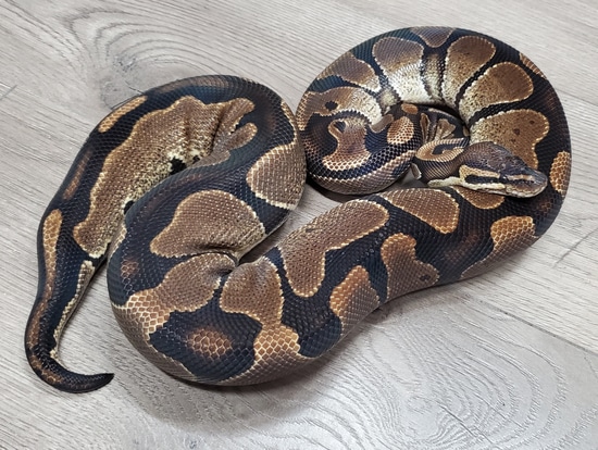 Proven Het Sunset Het Albino Ball Python by HB Reptiles