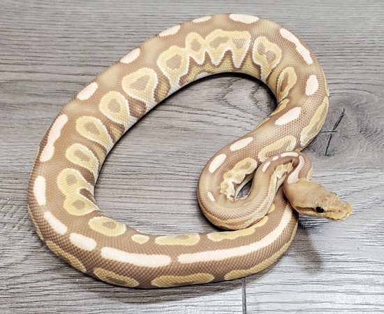 Cinny Sugar Ball Python Cinny Ultramel 66% Het G-stripe Ball Python by HB Reptiles