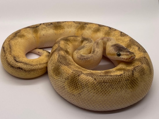 Champagne Super Enchi Sugar Ball Python by Master Morphs