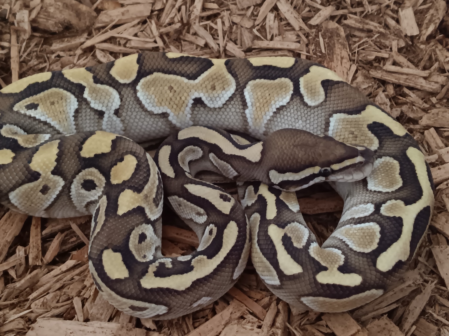 Butter Melt Ball Python by B.M. Python Exotic Lair - MorphMarket