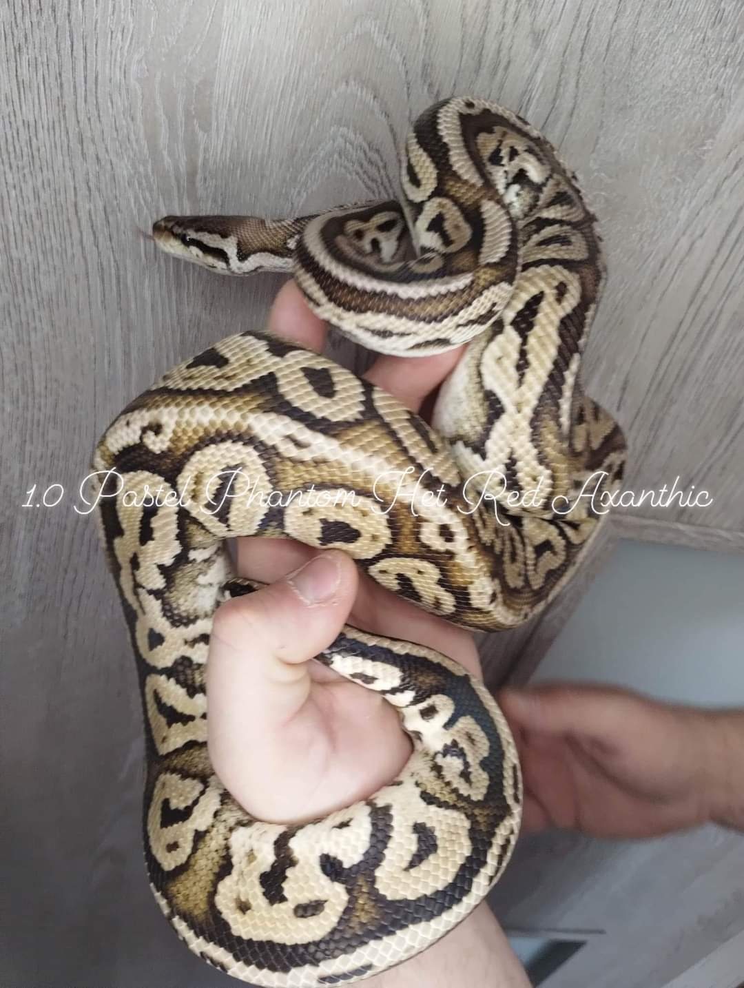 Pastel Phantom HRA Ball Python by D Family Reptiles Breeding MorphMarket