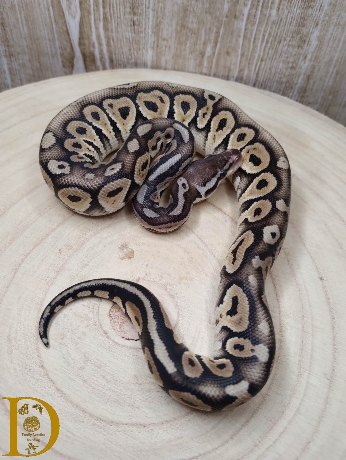 Pastel Phantom HRA Ball Python by D Family Reptiles Breeding MorphMarket